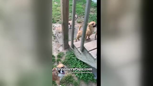 Video preview image #13  Breeder Profile in ADAMSVILLE, TN, USA