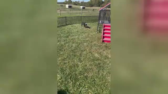 Video preview image #9 Doberman Pinscher Puppy For Sale in WARSAW, IN, USA