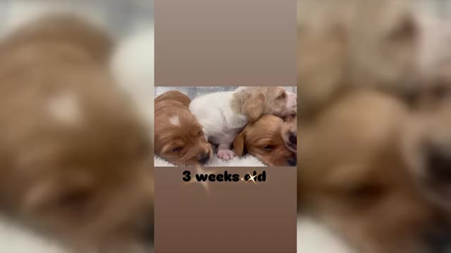Video preview image #1 Dachshund Puppy For Sale in DELTONA, FL, USA
