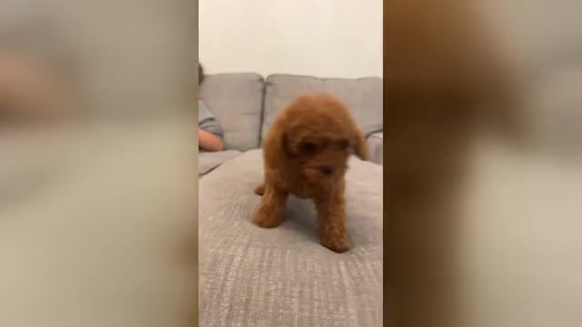 Video preview image #1  Breeder Profile in PUNTA GORDA, FL, USA