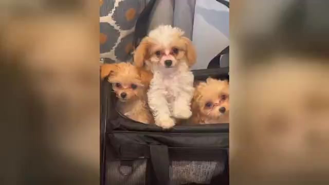 Video preview image #1 Maltichon Puppy For Sale in HOLLYWOOD, FL, USA