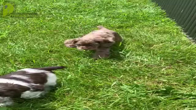 Video preview image #6 Cocker Spaniel Puppy For Sale in WARSAW, IN, USA