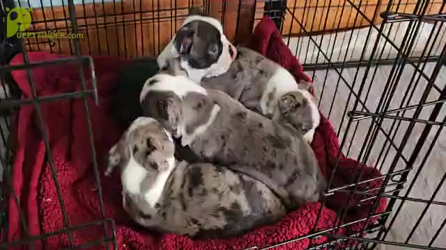 Video preview image #4 Boston Terrier Puppy For Sale in GENOA, NE, USA