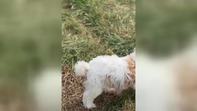 Video preview image #1 Maltipoo Puppy For Sale in WARSAW, IN, USA