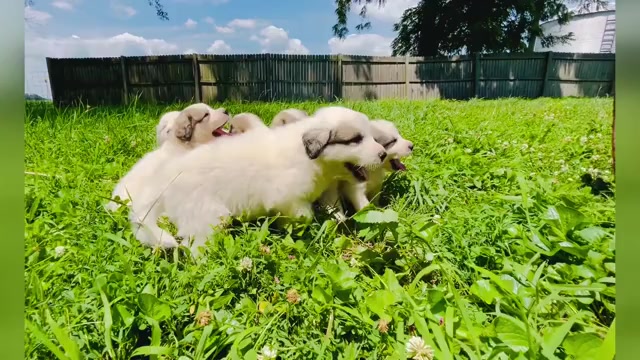 Video preview image #1 Great Pyrenees Puppy For Sale in JERSEYVILLE, IL, USA
