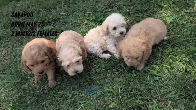 Video preview image #1 Cavapoo Puppy For Sale in GOSHEN, IN, USA