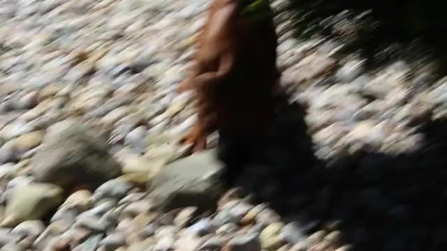 Video preview image #1 Boxer Puppy For Sale in SHIPSHEWANA, IN, USA