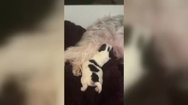 Video preview image #1 Mal-Shi Puppy For Sale in FARMINGTON, MN, USA