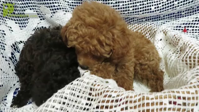 Video preview image #2 Poodle (Toy) Puppy For Sale in NORWOOD, MO, USA