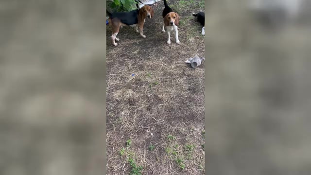 Video preview image #3 Beagle Puppy For Sale in FORT DODGE, IA, USA