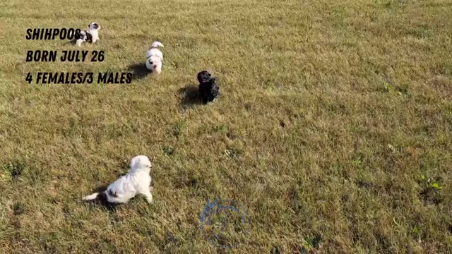 Video preview image #2 ShihPoo Puppy For Sale in GOSHEN, IN, USA