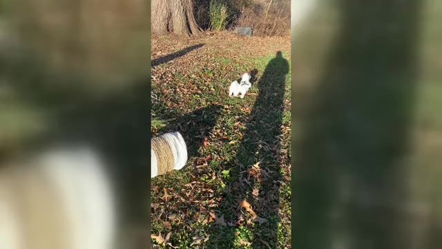 Video preview image #1 Poodle (Miniature) Puppy For Sale in STATESVILLE, NC, USA