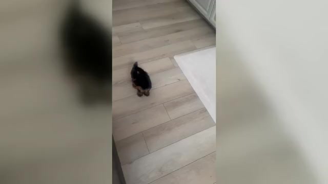 Video preview image #2 Yorkshire Terrier Puppy For Sale in LA PLATA, MD, USA