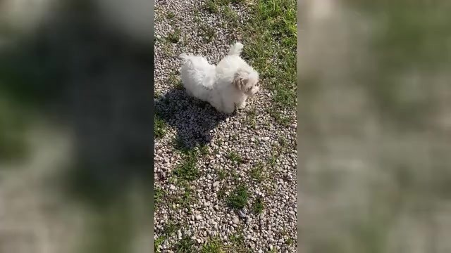 Video preview image #2 Maltese Puppy For Sale in FREDONIA, KS, USA