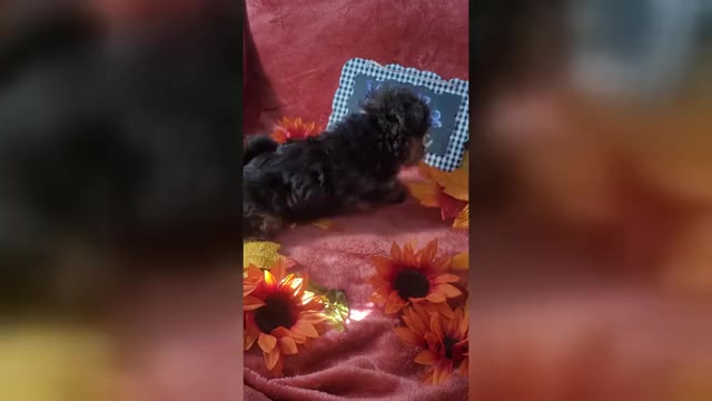 Video preview image #1 Yorkshire Terrier Puppy For Sale in AKRON, OH, USA