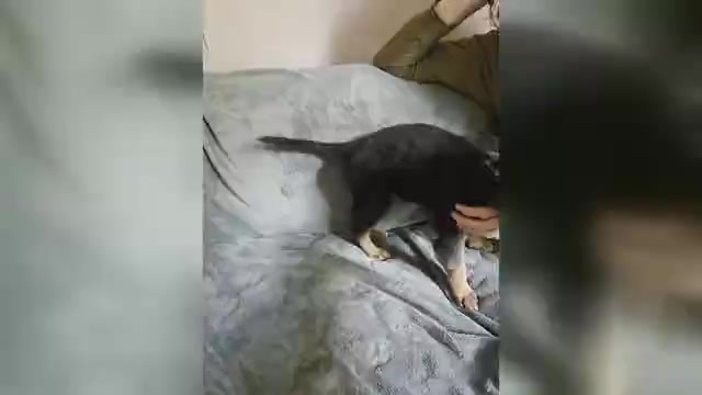 Video preview image #3 Australian Shepherd-German Shepherd Dog Mix Puppy For Sale in HILLSDALE, MI, USA