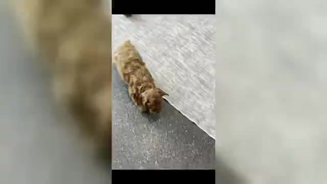 Video preview image #8 Cavapoo (Miniature) Puppy For Sale in WARSAW, IN, USA