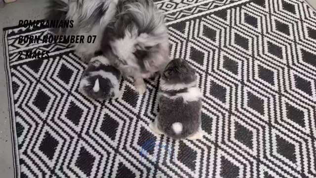 Video preview image #3 Pomeranian Puppy For Sale in GOSHEN, IN, USA