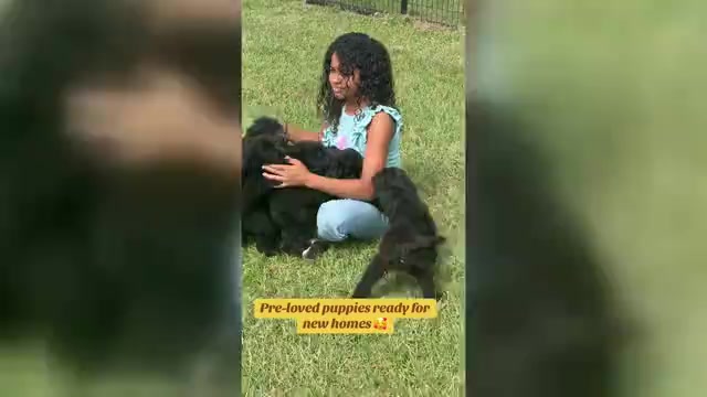 Video preview image #1 Goldendoodle Puppy For Sale in OCALA, FL, USA