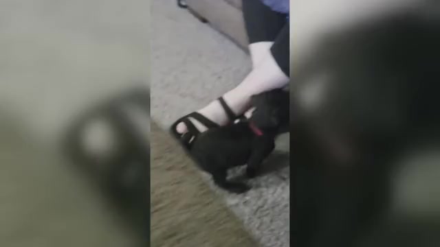 Video preview image #7 Pug Puppy For Sale in HILLSDALE, MI, USA