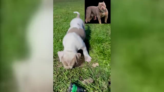 Video preview image #2 American Bully Puppy For Sale in BEULAVILLE, NC, USA