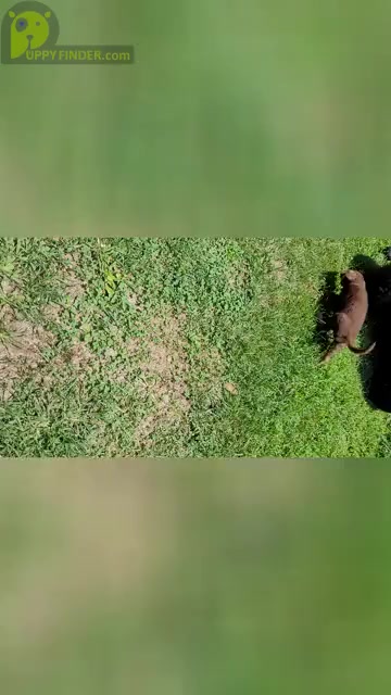 Video preview image #1  Breeder Profile in SCOTTSVILLE, KY, USA
