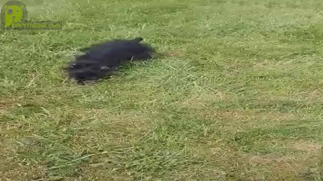 Video preview image #7 Morkie Puppy For Sale in WARSAW, IN, USA