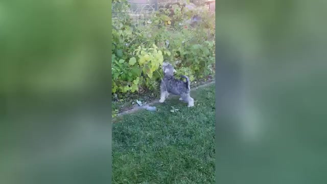 Video preview image #4 Schnauzer (Miniature) Puppy For Sale in Hatvan, Heves, Hungary