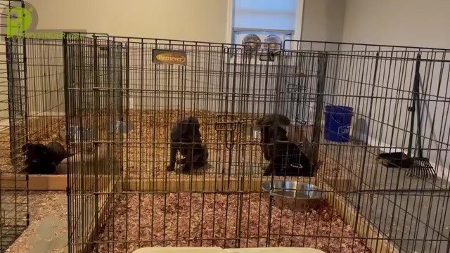 Video preview image #7 Cane Corso Puppy For Sale in DENTSVILLE, MD, USA