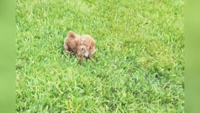 Video preview image #1 Maltipoo Puppy For Sale in WARSAW, IN, USA