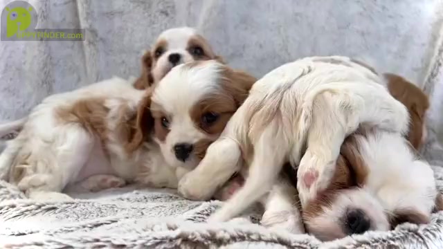 Video preview image #1 Cavalier King Charles Spaniel Puppy For Sale in COLORADO SPRINGS, CO, USA
