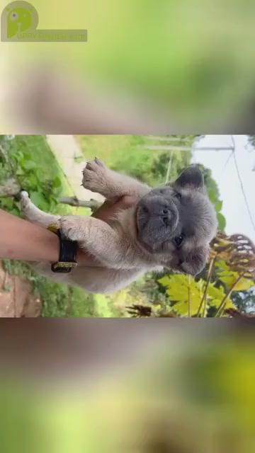 Video preview image #3 French Bulldog Puppy For Sale in PALO ALTO, CA, USA