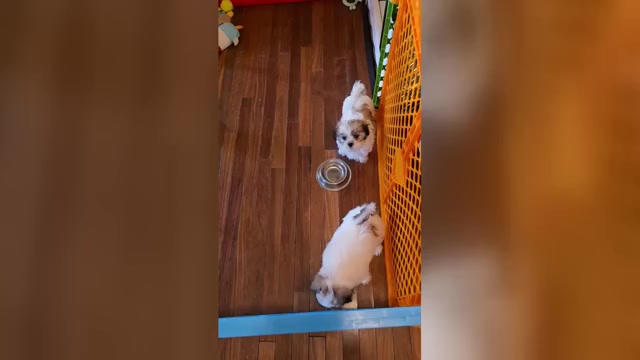 Video preview image #4 Mal-Shi Puppy For Sale in ROGERS, MN, USA