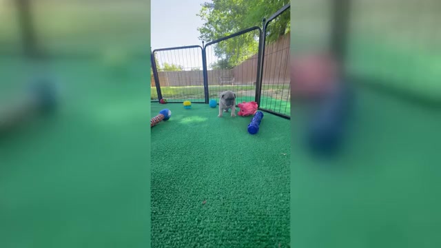 Video preview image #6 French Bulldog Puppy For Sale in ORANGE, TX, USA