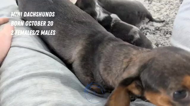 Video preview image #3 Dachshund Puppy For Sale in GOSHEN, IN, USA