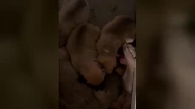 Video preview image #1 American Bullnese-French Bulldog Mix Puppy For Sale in DISCOVERY BAY, CA, USA