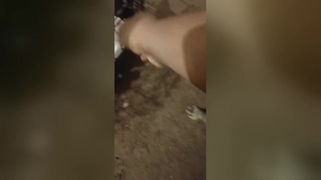 Video preview image #1 French Bulldog Puppy For Sale in SAINT LOUIS, MO, USA