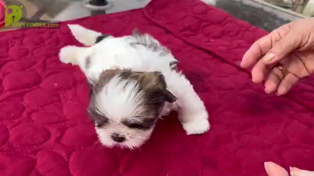 Video preview image #11 Shih Tzu Puppy For Sale in MOORESVILLE, NC, USA