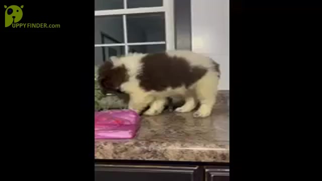 Video preview image #1 Newfoundland Puppy For Sale in SHIPSHEWANA, IN, USA