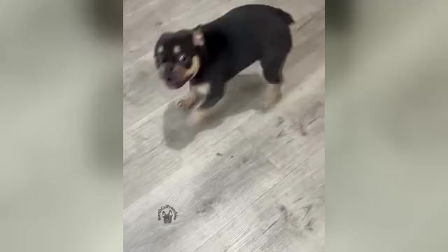 Video preview image #1 French Bulldog Puppy For Sale in SACRAMENTO, CA, USA