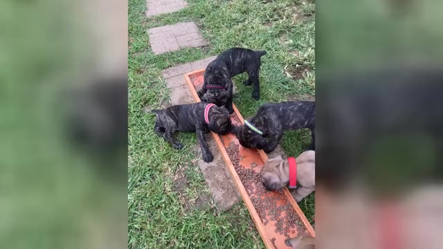 Video preview image #2 Cane Corso Puppy For Sale in HERRIN, IL, USA