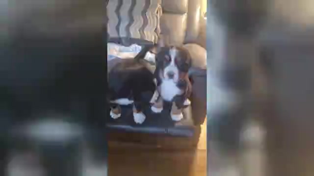 Video preview image #3 Bernese Mountain Dog Puppy For Sale in HILLSBORO, OH, USA