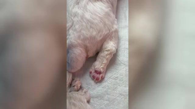 Video preview image #5 Poochon Puppy For Sale in AUBURN, MA, USA