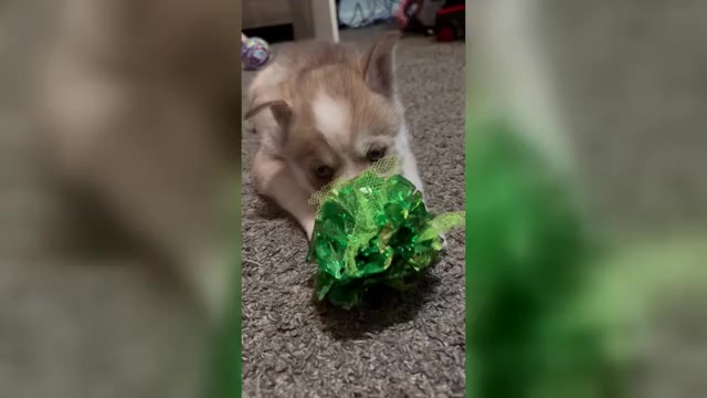 Video preview image #2  Breeder Profile in WORTHINGTON, KY, USA