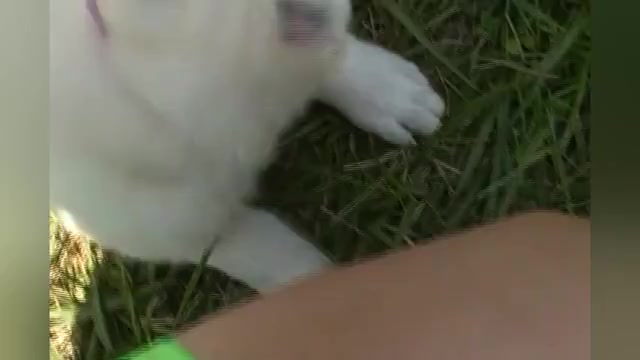 Video preview image #1 German Shepherd Dog Puppy For Sale in PIEDMONT, MO, USA