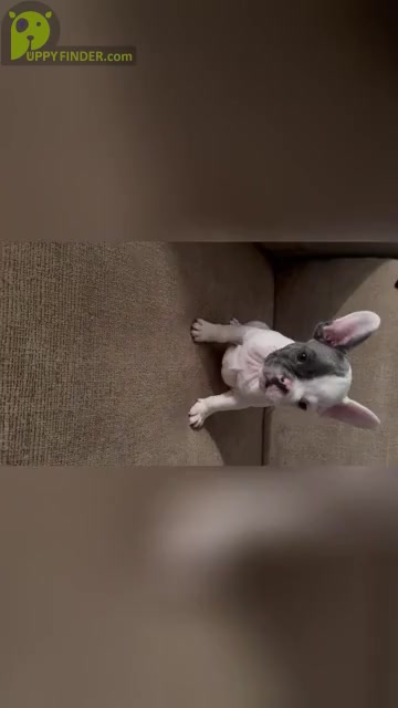 Video preview image #1 French Bulldog Puppy For Sale in DOUGLASVILLE, GA, USA