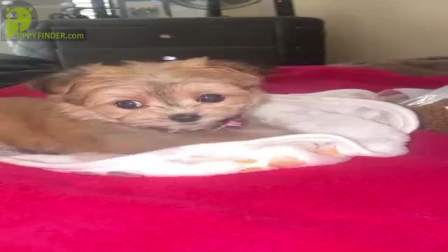 Video preview image #2 Morkie Puppy For Sale in ARLINGTON, TX, USA