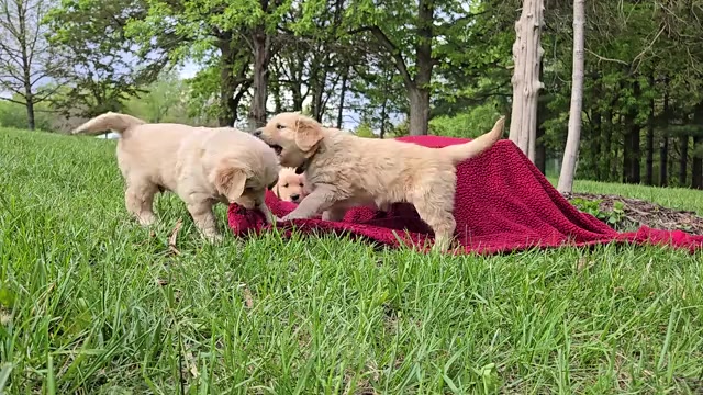 Video preview image #2 Golden Retriever Puppy For Sale in PRINCEVILLE, IL, USA