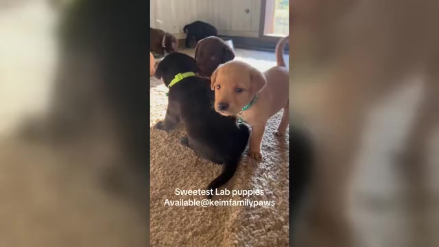 Video preview image #1 Labrador Retriever Puppy For Sale in FREDERICKSBG, OH, USA