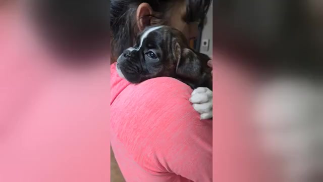 Video preview image #3 Boxer Puppy For Sale in BAUDETTE, MN, USA